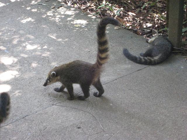 IMG_1365.JPG - Brasilien Parana Foz do IguacuNasenbären