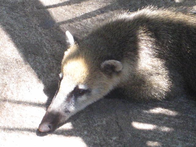 IMG_1371.JPG - Brasilien Parana Foz do IguacuNasenbären