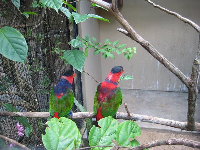 IMG_1474.JPG - Brasilien Parana Foz do IguacuParque das Aves/Vogelpark