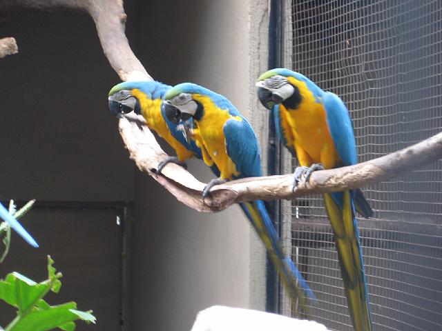 IMG_1479.JPG - Brasilien Parana Foz do IguacuParque das Aves/Vogelpark