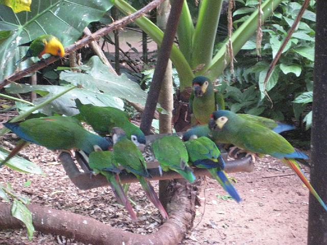 IMG_1488.JPG - Brasilien Parana Foz do IguacuParque das Aves/Vogelpark