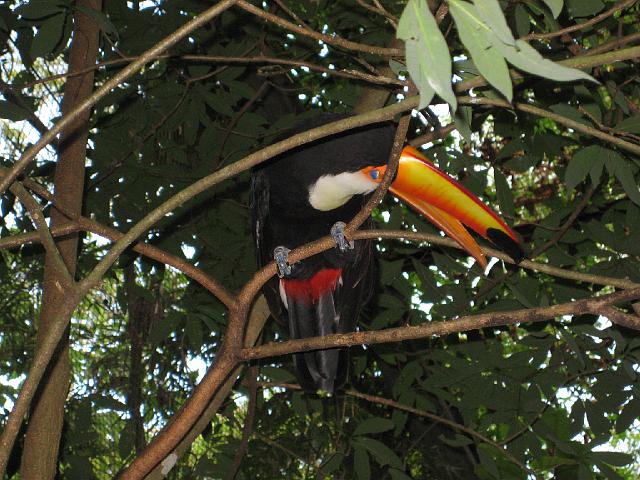 IMG_1498.JPG - Brasilien Parana Foz do IguacuParque das Aves/Vogelpark