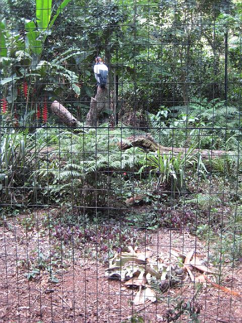 IMG_1509.JPG - Brasilien Parana Foz do IguacuParque das Aves/Vogelpark