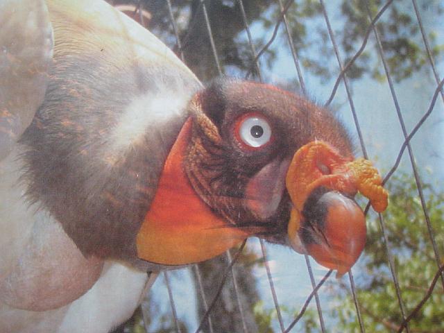 IMG_1510.JPG - Brasilien Parana Foz do IguacuParque das Aves/Vogelpark