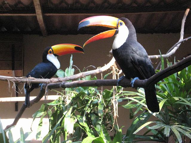 IMG_1515.JPG - Brasilien Parana Foz do IguacuParque das Aves/Vogelpark