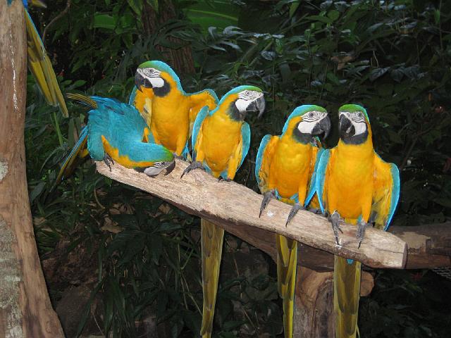 IMG_1516.JPG - Brasilien Parana Foz do IguacuParque das Aves/Vogelpark