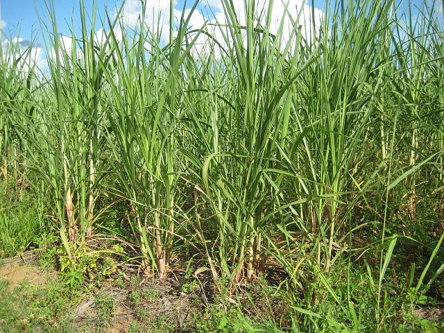 IMG_3003.JPG - Brasilien PernambucoEngenho Cueirinha