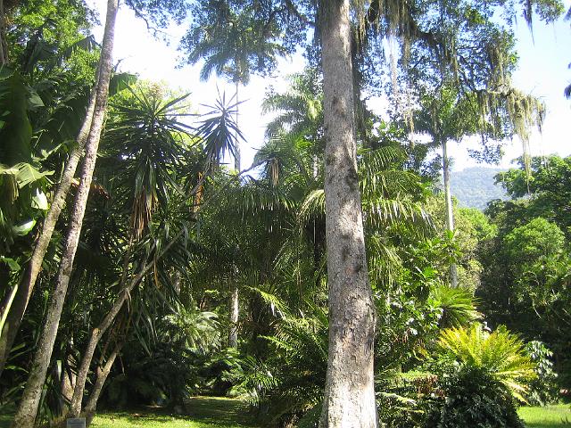 IMG_4657.JPG - BrasilienRio de JaneiroJardim Botanico