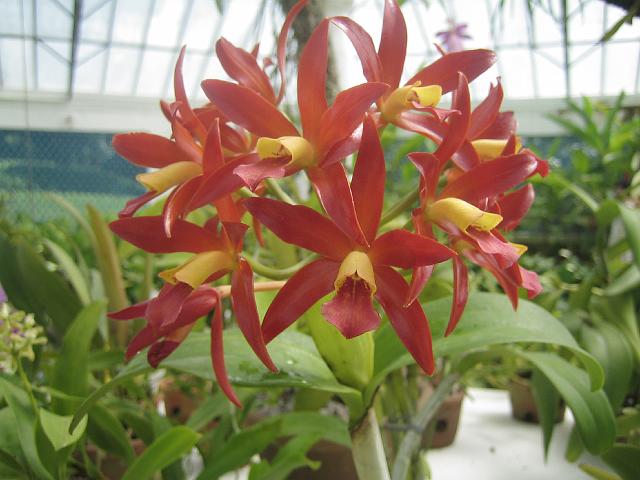 IMG_4677.JPG - BrasilienRio de JaneiroJardim Botanico