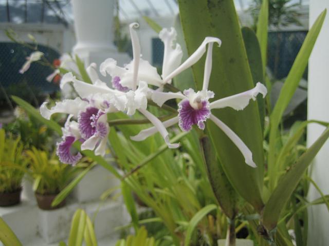 IMG_4678.JPG - BrasilienRio de JaneiroJardim Botanico