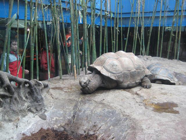 IMG_4107.JPG - Argentinien Buenos AiresZoo