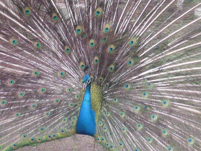 IMG_4121.JPG - Argentinien Buenos AiresZoo