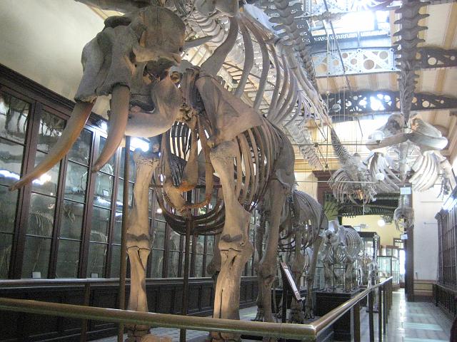 IMG_4324.JPG - Argentinien La PlataMuseo de Ciencias Naturales