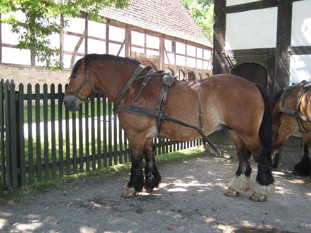 IMG_3464.JPG - DetmoldFreilichtmuseumPaderborner Dorf